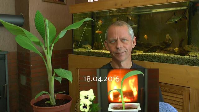 Von der Aussaat bis zur Ernte: Ihre eigene Bananenpflanze