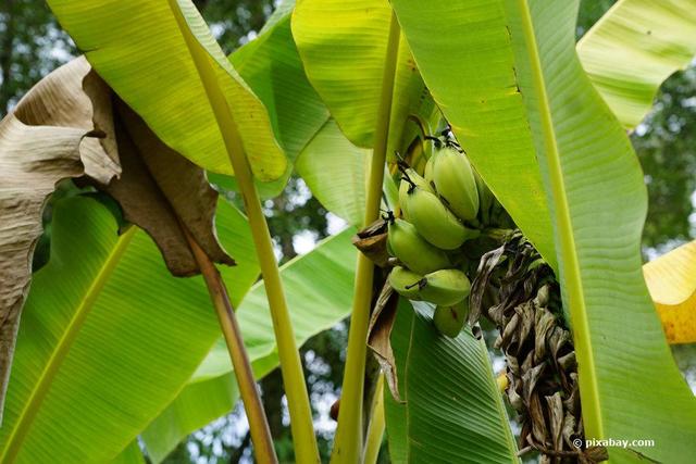 Exotisches Flair im eigenen Garten: Die eigene Bananenpflanze anbauen