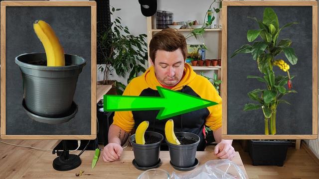 Bananenpflanze selber ziehen Tipps und Tricks für eine eigene
