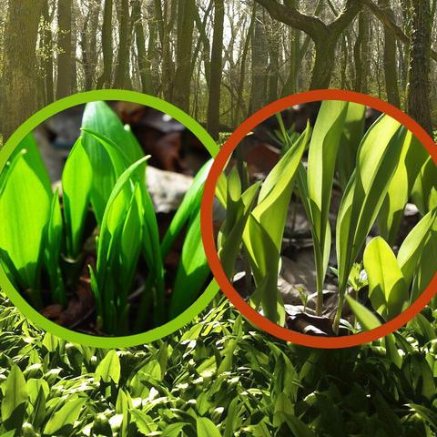 Bärlauch-Saison: Wann wächst er und wann sollte man ernten? Bärlauch-Saison: Wann wächst er und wann sollte man ernten?