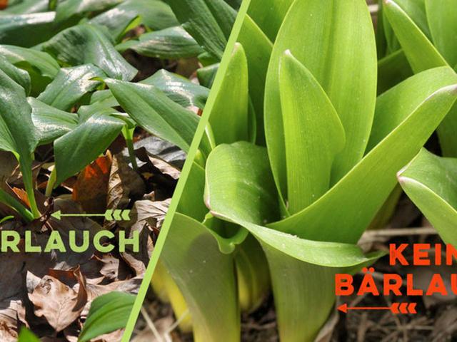 Bärlauch oder Maiglöckchen? So unterscheidet man die beiden Pflanzen. Bärlauch oder Maiglöckchen? So unterscheidet man die beiden Pflanzen.
