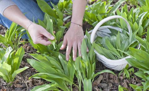 Wann ist der beste Zeitpunkt zur Bärlauch-Ernte? Wann ist der beste Zeitpunkt zur Bärlauch-Ernte?