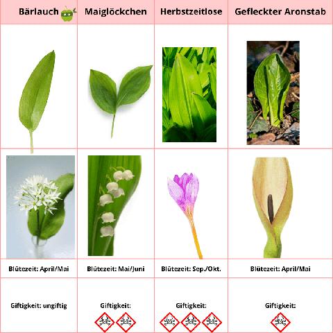 Nachhaltige Ernte von Bärlauch: Tipps zum Schutz der Natur beim Sammeln. Nachhaltige Ernte von Bärlauch: Tipps zum Schutz der Natur beim Sammeln.