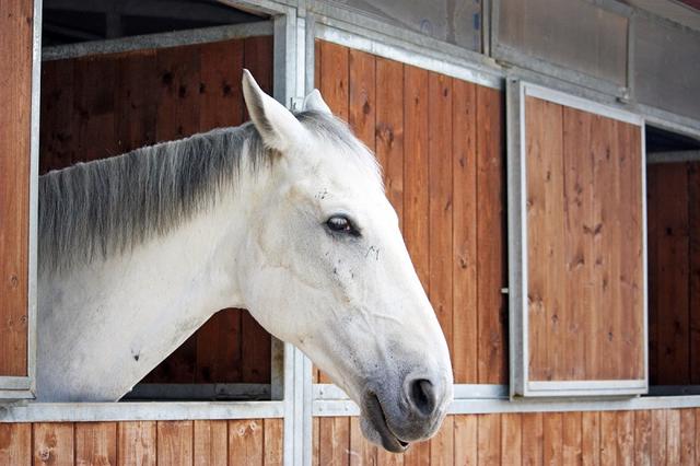 Pferdebox selbstgebaut: Baupläne und Inspiration für eine gemütliche Box Pferdebox selbstgebaut: Baupläne und Inspiration für eine gemütliche Box