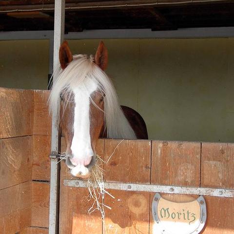 Außengelände für Pferde gestalten: Vom Unterstand bis zum Reitplatz - Anleitungen und Ideen Außengelände für Pferde gestalten: Vom Unterstand bis zum Reitplatz - Anleitungen und Ideen