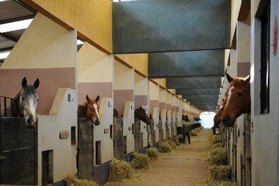 Pferdeboxen selber machen: Praktische Anleitungen für den ambitionierten Heimwerker