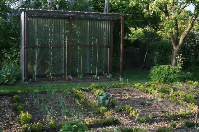 Expertenrat: Wie Sie ein effektives Tomatendach selber bauen Expertenrat: Wie Sie ein effektives Tomatendach selber bauen