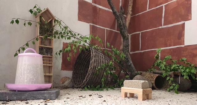 Wachtelgehege gestalten: Wie man attraktive Versteckmöglichkeiten für Wachteln schafft Wachtelgehege gestalten: Wie man attraktive Versteckmöglichkeiten für Wachteln schafft