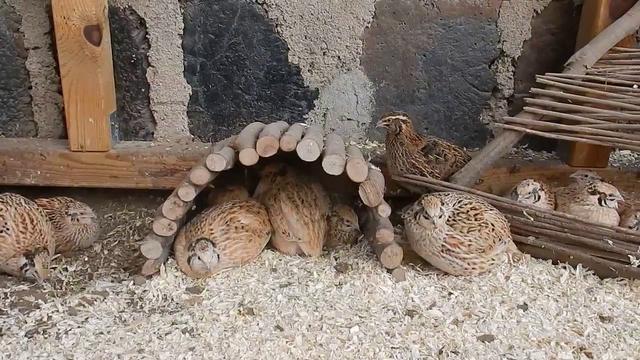 Praktische Tipps für den Bau von Wachtelverstecken: So schaffen Sie ein abwechslungsreiches Umfeld Praktische Tipps für den Bau von Wachtelverstecken: So schaffen Sie ein abwechslungsreiches Umfeld