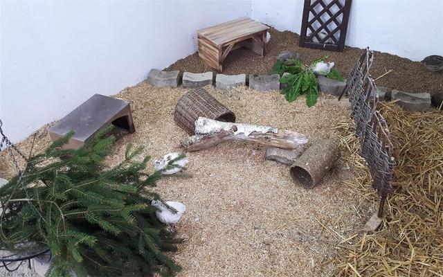 Wachtelverstecke selber bauen: Kreative Ideen für natürliche Versteckmöglichkeiten Wachtelverstecke selber bauen: Kreative Ideen für natürliche Versteckmöglichkeiten