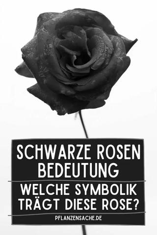 Bedeutung der schwarzen Rose Mythos und Symbolik Sieu Thi Do Noi That
