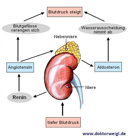 Warum wird Kreatinin im Urin gemessen? Warum wird Kreatinin im Urin gemessen?