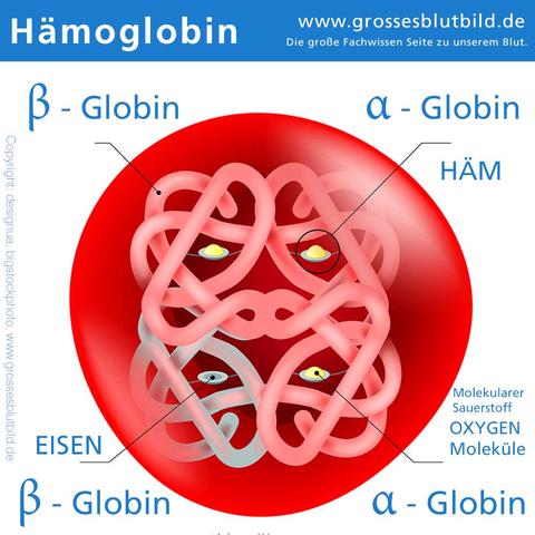 Bedeutung des MCHC-Blutwerts: Erkenntnisse über den Hämoglobin-Gehalt in roten Blutkörperchen
