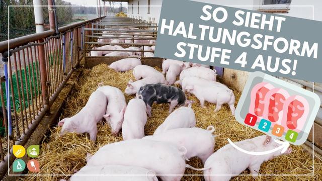 Was bedeutet die Premium-Stufe (Haltungsform 4) im Tierwohllabel?