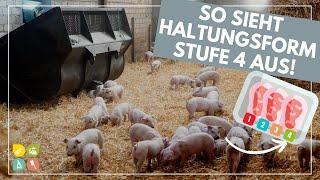 Tierwohllabel: Erklärung der verschiedenen Stufen, inklusive Haltungsform 4