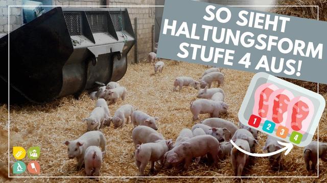 Haltungsform 4: Was bedeutet die höchste Stufe des Tierwohllabels?