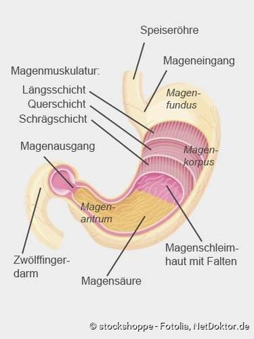 Diagnose und Therapie von Magengeschwüren: Wie wird ein Magengeschwür festgestellt und behandelt? Diagnose und Therapie von Magengeschwüren: Wie wird ein Magengeschwür festgestellt und behandelt?