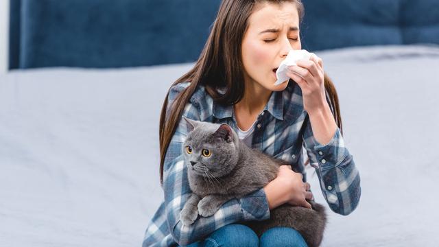 Wie kann man eine Katzenallergie lindern, ohne die Katze abzugeben? Wie kann man eine Katzenallergie lindern, ohne die Katze abzugeben?