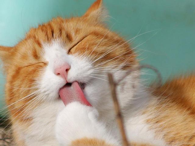 Hoffnung auf einen Impfstoff gegen Katzenallergien: HypoCat und seine Wirkung Hoffnung auf einen Impfstoff gegen Katzenallergien: HypoCat und seine Wirkung