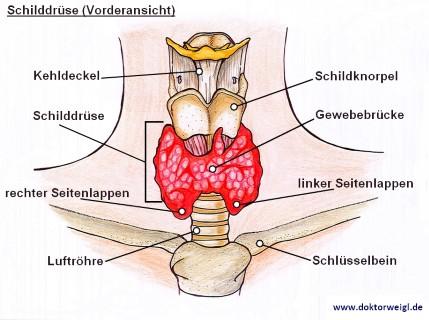Entscheidungshilfe bei Schilddrüsenüberfunktion: Medikamente, Operation oder Radiojodtherapie? Entscheidungshilfe bei Schilddrüsenüberfunktion: Medikamente, Operation oder Radiojodtherapie?
