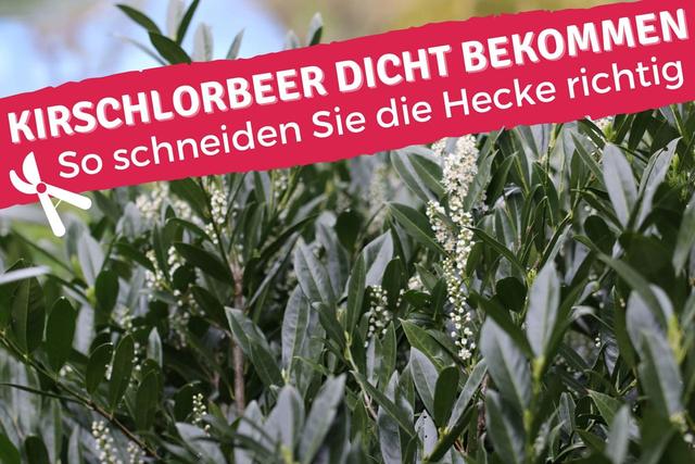 So pflegen Sie Ihren Kirschlorbeer: Wann ist der optimale Zeitpunkt zum Schneiden? So pflegen Sie Ihren Kirschlorbeer: Wann ist der optimale Zeitpunkt zum Schneiden?