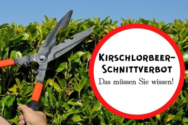 Expertentipps: Wann sollten Sie Ihre Kirschlorbeerhecke schneiden? Expertentipps: Wann sollten Sie Ihre Kirschlorbeerhecke schneiden?