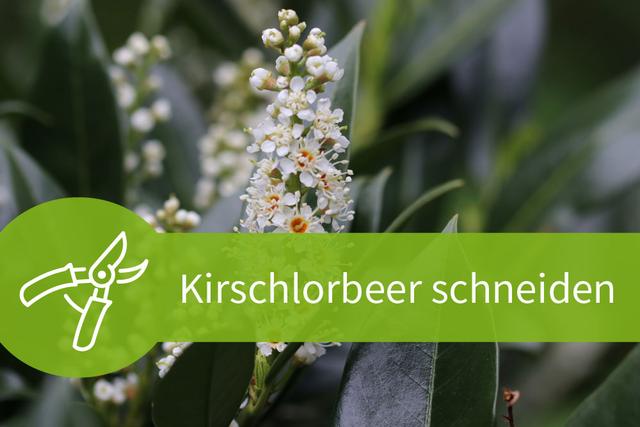 Tipps und Tricks: Wann sollten Sie Ihren Kirschlorbeer schneiden? Tipps und Tricks: Wann sollten Sie Ihren Kirschlorbeer schneiden?