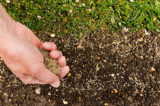 Rasen säen im Frühjahr: Tipps und Tricks für eine erfolgreiche Aussaat Rasen säen im Frühjahr: Tipps und Tricks für eine erfolgreiche Aussaat