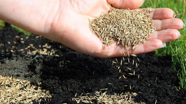 Herbstsaison für die perfekte Rasensaat: Warum der Herbst ideal ist Herbstsaison für die perfekte Rasensaat: Warum der Herbst ideal ist