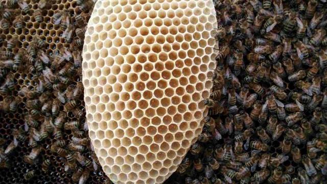 Wie sieht ein bestiftetes Ei einer Biene aus?