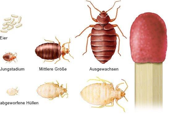 Effektive Maßnahmen gegen Bettwanzen: Was Sie selbst tun können und wann Fachleute helfen sollten Effektive Maßnahmen gegen Bettwanzen: Was Sie selbst tun können und wann Fachleute helfen sollten