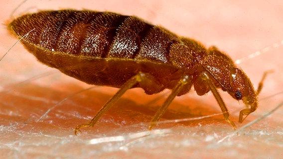 Bettwanzen bekämpfen: Tipps zur Selbsthilfe und professionelle Unterstützung Bettwanzen bekämpfen: Tipps zur Selbsthilfe und professionelle Unterstützung