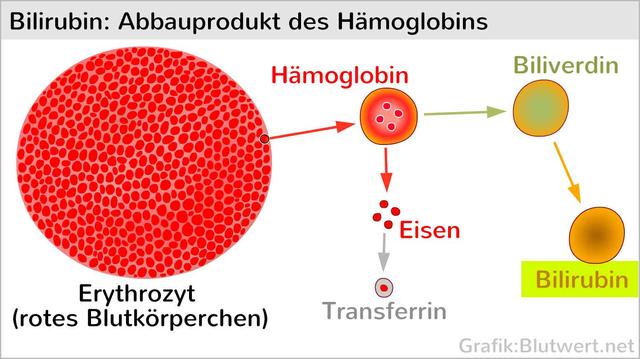 Gefahren von erhöhtem Bilirubinwert bei Erwachsenen: Ab welchem Wert besteht Risiko? Gefahren von erhöhtem Bilirubinwert bei Erwachsenen: Ab welchem Wert besteht Risiko?