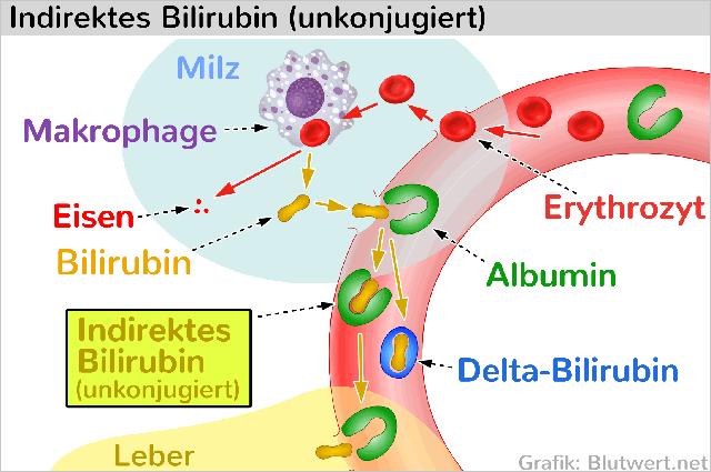 Bilirubin-Anstieg: Ab wann sollte man besorgt sein?