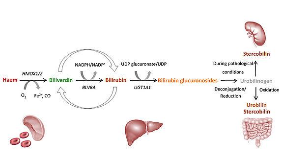 Wann wird erhöhtes Bilirubin bedenklich?