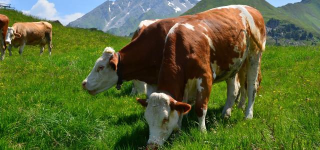 Heumilch: Hintergründe und Bedeutung für die Landwirtschaft