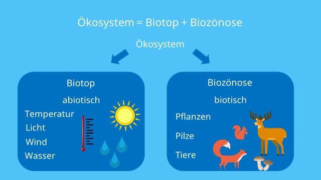 Biozönose: Eine Gemeinschaft von Lebewesen und ihre Beziehung zu abiotischen Faktoren