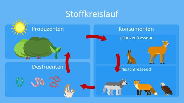 Die Bedeutung einer Biozönose: Gemeinschaft und Wechselwirkungen in einem abgegrenzten Lebensraum