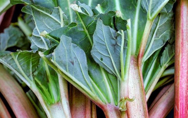 Bis wann Rhabarber ernten? Alles Wichtige über den Erntestopp Sieu