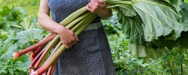Bis wann kann man Rhabarber ernten und essen? Ein wichtiger Zeitpunkt für die Ernte. Bis wann kann man Rhabarber ernten und essen? Ein wichtiger Zeitpunkt für die Ernte.