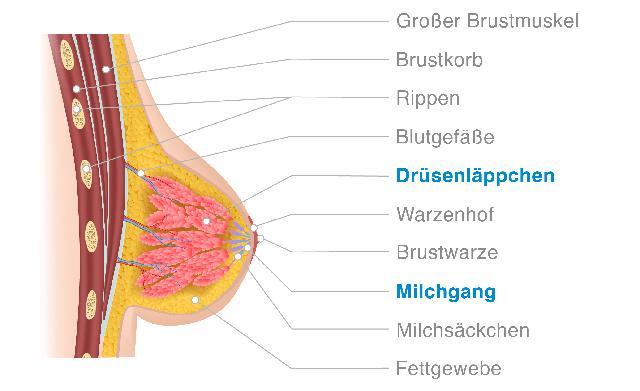 Brustkrebsarten und ihr Einfluss auf das Überleben: Was sind die Risikofaktoren? Brustkrebsarten und ihr Einfluss auf das Überleben: Was sind die Risikofaktoren?