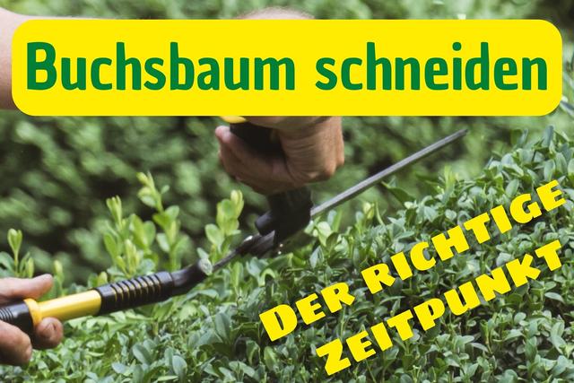 Der richtige Zeitpunkt für den Buchsbaumschnitt: Wann sollte man es tun?