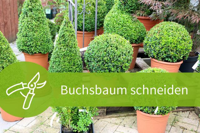 Buchsbaum schneiden: Die besten Monate dafür