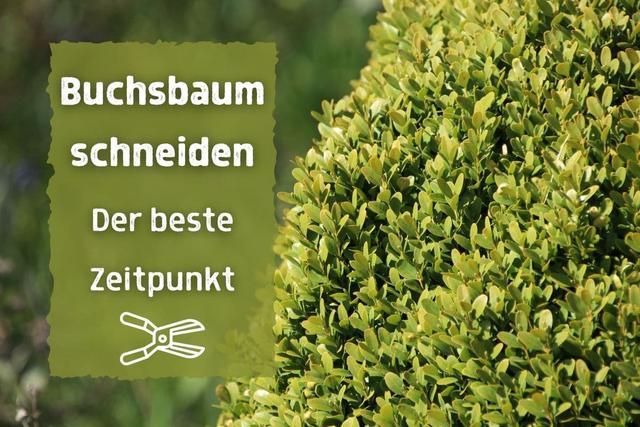 Wann ist der beste Zeitpunkt, um Buchsbäume zu schneiden?