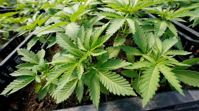 Ampel-Koalition plant Legalisierung von Cannabis: Was sind die nächsten Schritte? Ampel-Koalition plant Legalisierung von Cannabis: Was sind die nächsten Schritte?