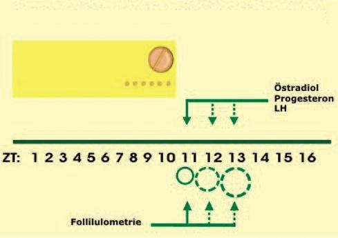 Wann ist der Eisprung bei Clomifen-Einnahme zwischen dem 5. und 9. Zyklustag? Wann ist der Eisprung bei Clomifen-Einnahme zwischen dem 5. und 9. Zyklustag?