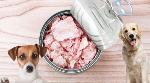 Die Vorteile von Thunfisch für Hunde: Omega-3-Fettsäuren und mehr Die Vorteile von Thunfisch für Hunde: Omega-3-Fettsäuren und mehr