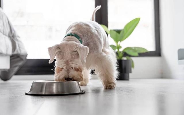 Thunfisch für Hunde: Gesundheitsfördernde Eigenschaften und Fütterungstipps Thunfisch für Hunde: Gesundheitsfördernde Eigenschaften und Fütterungstipps