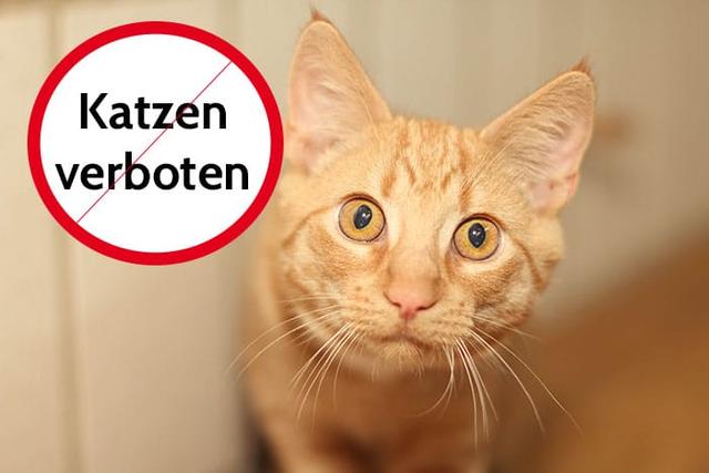 Welttag der Katze: Darf der Vermieter die Haltung von Katzen verbieten? Welttag der Katze: Darf der Vermieter die Haltung von Katzen verbieten?