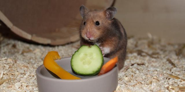Was du über Tomatenfutter für Hamster wissen solltest